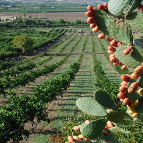 veduta del nuovo impianto ardizzone